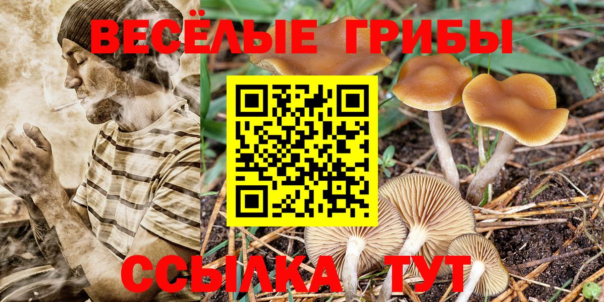 Галлюциногенные грибы Psilocybe  Псилоцибиновые грибы ЛСД  Котовск 